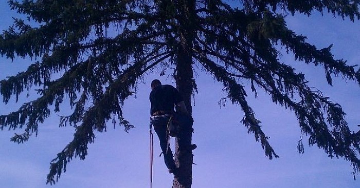 Marino's Tree Service work site