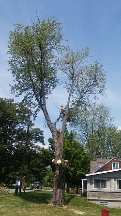 Removing BIG Maple Tree