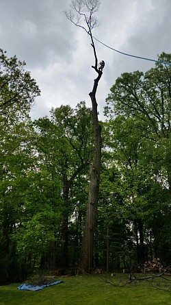 Topping a Monster Oak Tree