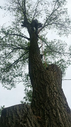 Elm Tree Removal