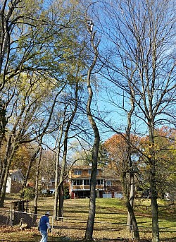 100 ft cherry removal