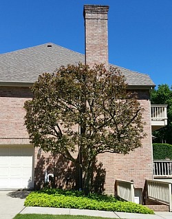 Tree Pruning, Tree Trimming