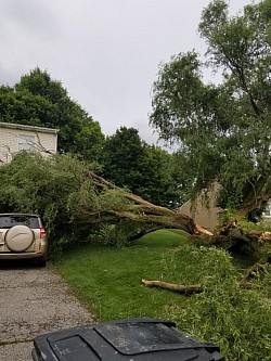 Storm Damage Tree Removal