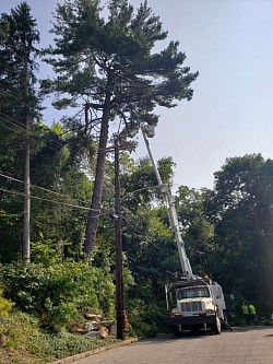 140ft Pine Removal over High Voltage