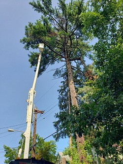 Giant White Pine Tree Removal